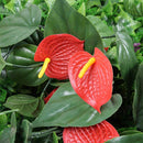 Abaseen grass wall panels