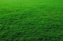 Looking For Artificial Grass Mats Or Artificial Grass Carpets You Are ON Right Place 